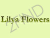 Lilya Flowers