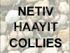 Netiv HaAyit Collies