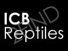 ICB-Reptiles