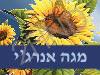 מגה אנרג`י