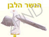 הנשר הלבן