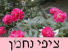 ציפי נחמן